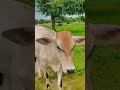 calm sound of cow | #cow sound | #asmr | #nature sound | lazy | crazy | angry
