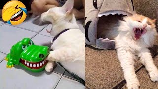 Funny dog Animals 🐶 Funniest Animals Video - Best Cats😹 and Dogs🐶 Videos of 2023 !