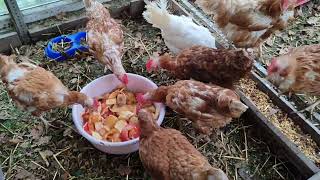 картинка: ЦЕЛЫЙ ДЕНЬ СБОР ЯИЦ🥚.ЧТО БЫЛО ВНУТРИ БРОЙЛЕРА🤦‍♀️. ГНЁЗДА ХОРОШИ👍