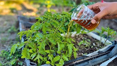 I Water My Tomatoes With This After Planting... The Results SHOCKED ME!