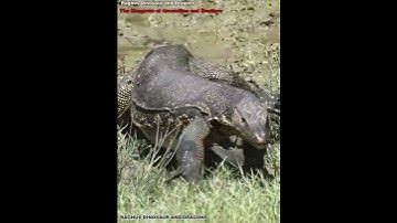 Living in the Mangrove of Crocodiles and Monitor Lizards-Pt-01#SaltwaterCrocodile#ReptilesOfIndia