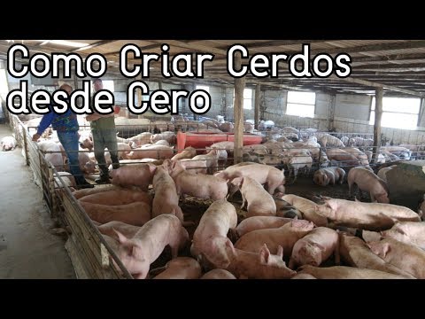 Video: ¿Las tomas de cachorro pueden hacer que sean soñolientas o letárgicas?