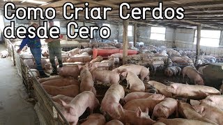 Como Empezar A Criar Cerdos Desde Cero║Paso a Paso║Consejos Básicos