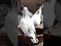 Nawabpigeons short viral politics pigeonytshorts