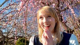 Best Blossom Spot in Japan for 2024  | We Beat the Crowds for a Secret Spring Hanami in Odawara!