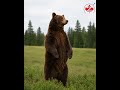 Bear attack in Canada| Z-axis Immigration