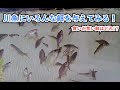 90㎝日本淡水魚水槽に餌やり！【ハヤ、タナゴ、モロコ、底物】