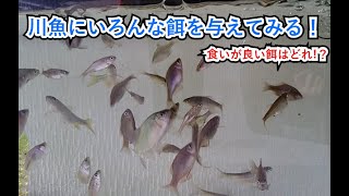 90㎝日本淡水魚水槽に餌やり！【ハヤ、タナゴ、モロコ、底物】