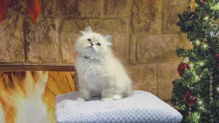Video 7242911: siberian cattery