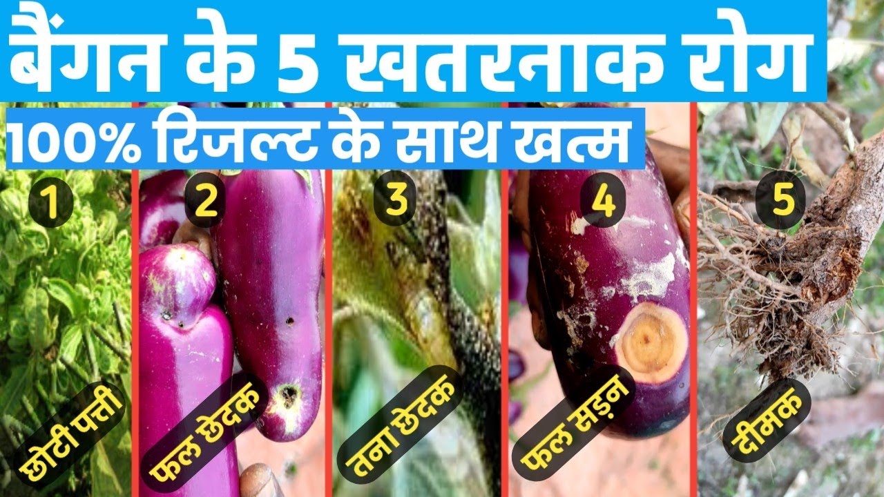 Symptoms and diagnosis of major pests and diseases of brinjalHow to cultivate brinjalBaigun ki kheti