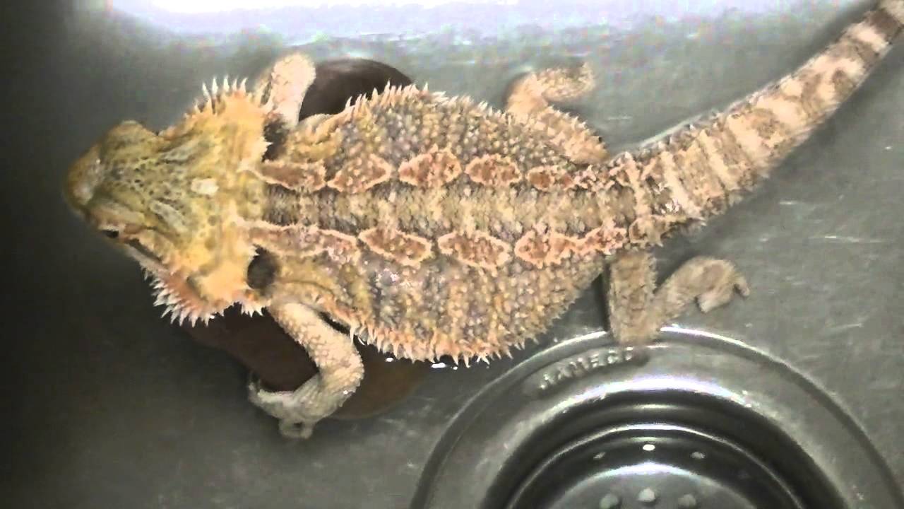 Bearded Dragon Pooping & Farting Stinky Very Stinky!!! - YouTube