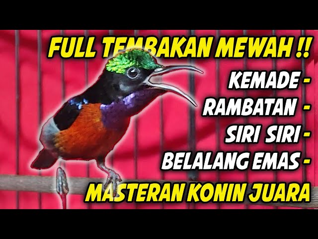 PANCINGAN KONIN GACOR FULL BONGKAR ISIAN MEWAH !! 99% COCOK BUAT MASTERAN KOLIBRI NINJA BAHAN IJOAN class=