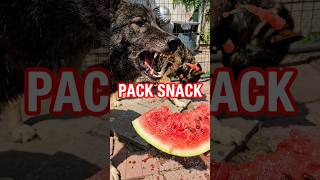 Feeding Watermelon to the Pack 🍉🐺