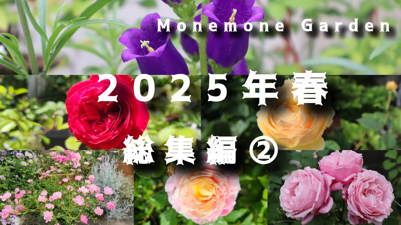 《2025年春 総集編②》昨年の春の終わり頃☆クロード・モネ、アルバメイデイランド、ツクシノイバラ🌹♡エリゲロン、オルレア、ヒメイワダレソウ、マンネングサなどの庭の引き立て役◇