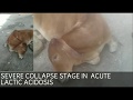 Treatment miracle how doctor saved life of streetcow from death food  so dangeracidic indigestion