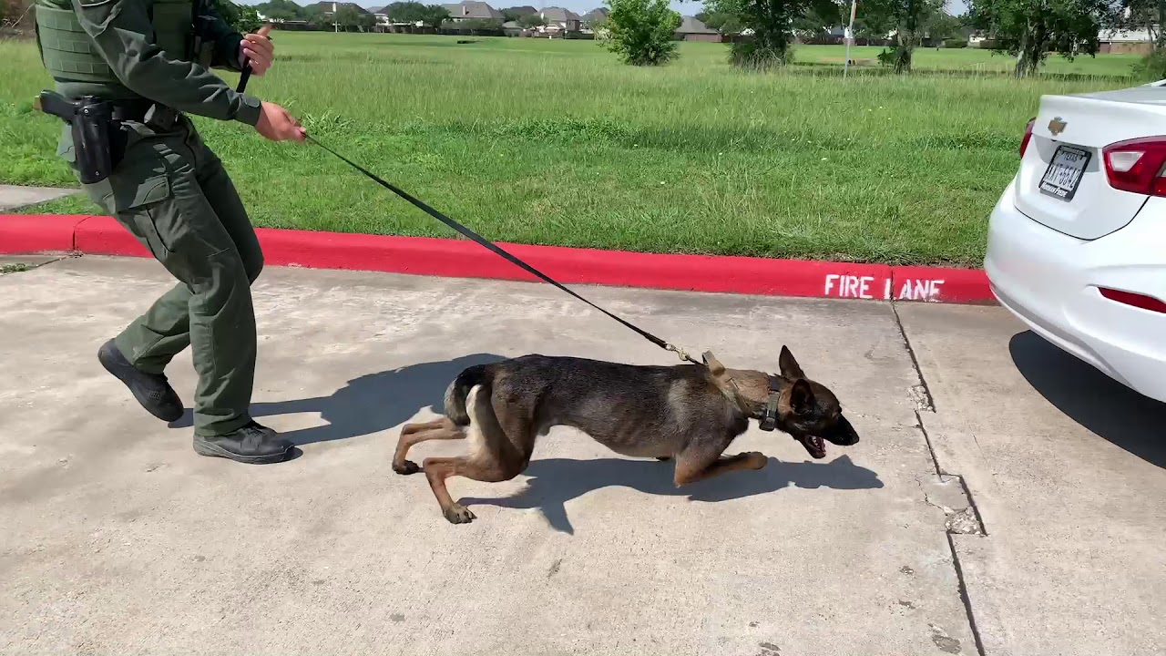 Narcotic Detection Team