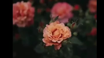 قران كريم بصوت عمير شميم ⚡💙 أجمل حالات واتس اب دينية مقاطع دينية قصيرة مقاطع انستقرام دينية
