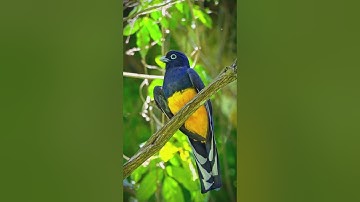 قل الحمدلله تلاوة خاشعة جميلة تشرح الصدر وتجلي الهم/طبيعة وطيور(لا إله إلا الله محمد رسول الله)🤍