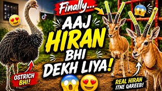 Rare Animals Vlog | Ostrich Aur Hiran Full Masti