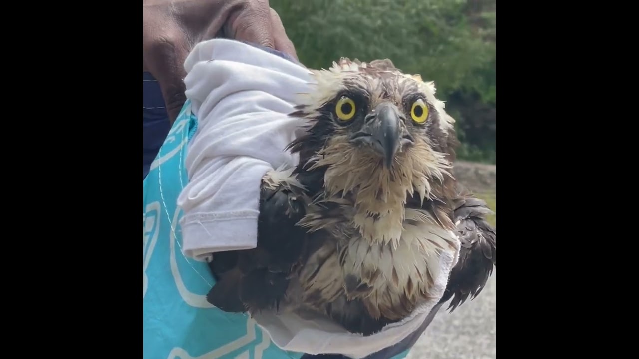 Close encounter with osprey - taking to the wildlife rehabber!