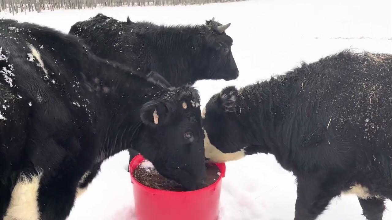 Feeding protein lick tubs. Farm Vlog #1 - YouTube