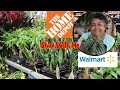 Big Box Store Plant Shopping | Walmart and Home Depot Shop With Me