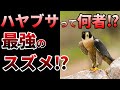 【ゆっくり】世界最速の鳥!ハヤブサの生態とは⁉