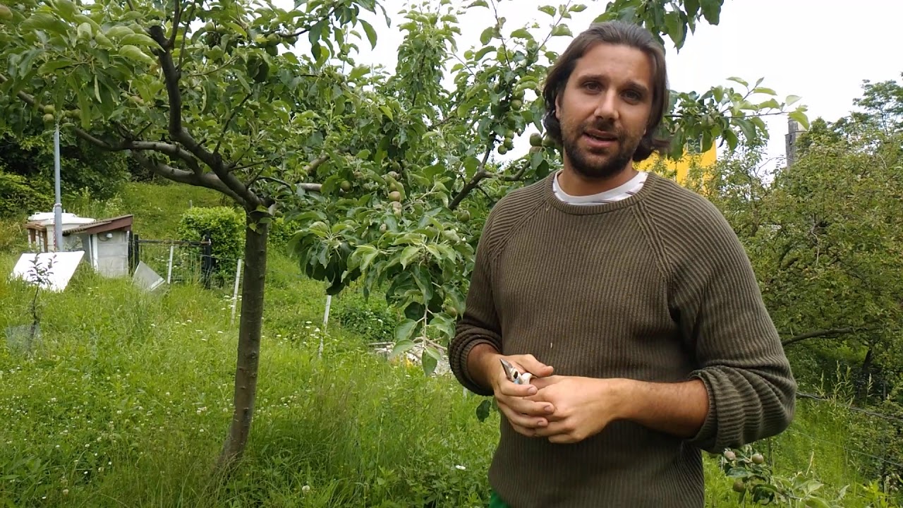 Diradamento del melo... Spiegazione e pratica