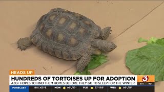 Arizona Game and Fish has 200 tortoises up for adoption