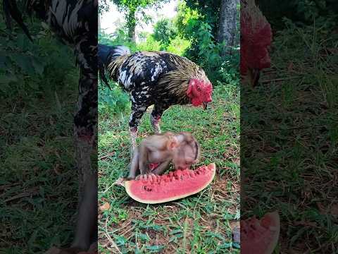 Amazing Video Of CUTE Sokhaa And Fun ADORABLE Animal WILL MAKE YOU SMILE Short