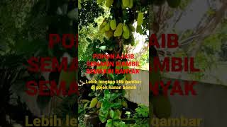 Pohon Ajaib