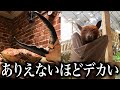 ウソだろwww世界一デカい動物が予想外にデカい件wwww【キモカワな巨大生物#1】