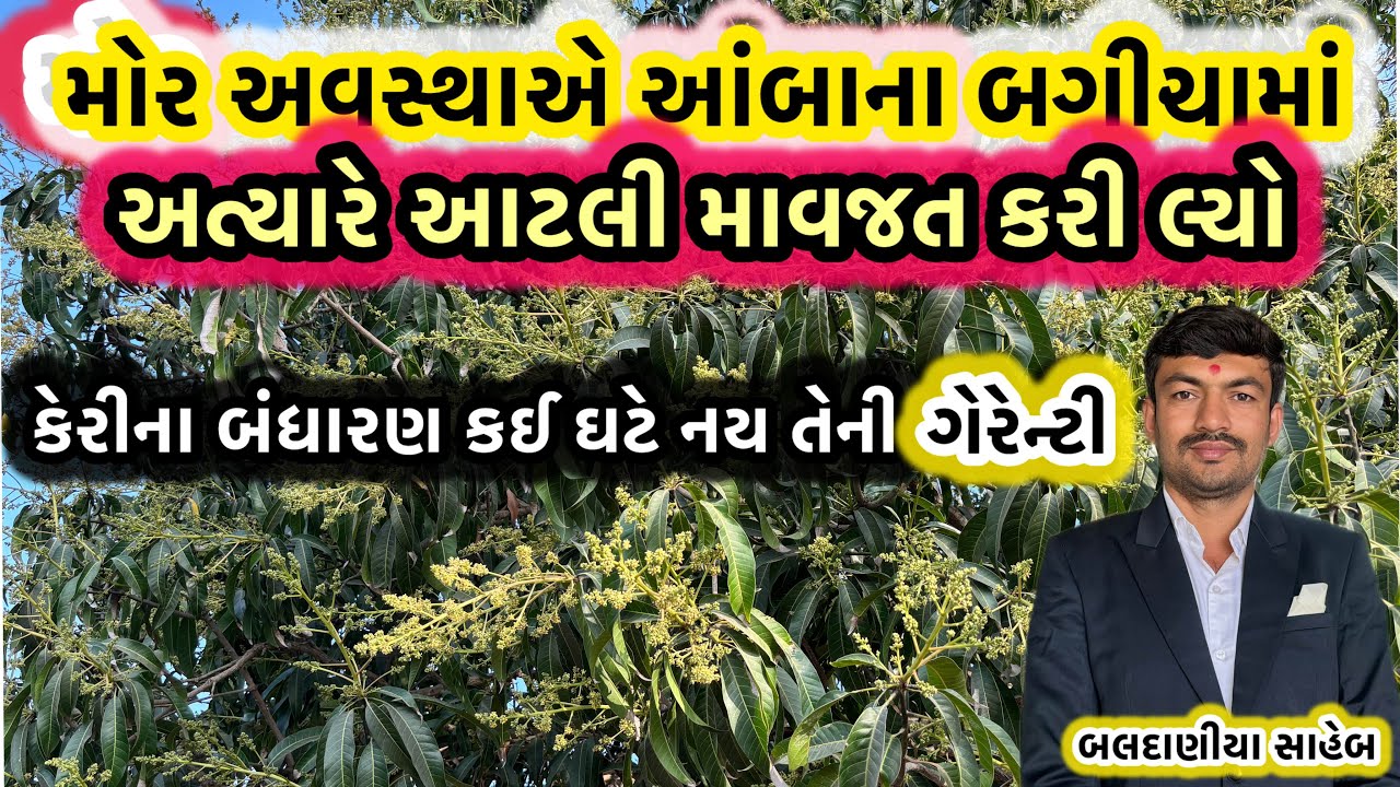 આંબા માં મોર અવસ્થાએ કેવા પ્રકાર ની કાળજી કાળજી જરૂરી છે @MANISHBALDANIYA
