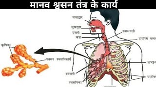 मानव श्वसन क्रिया कैसे होती है ? | How to work human respiratory system ?