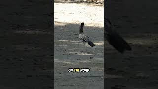 Roadrunner Catches Lizard #funnyanimals #kidslearning #naturevideo #roadrunners  #kidsvideos