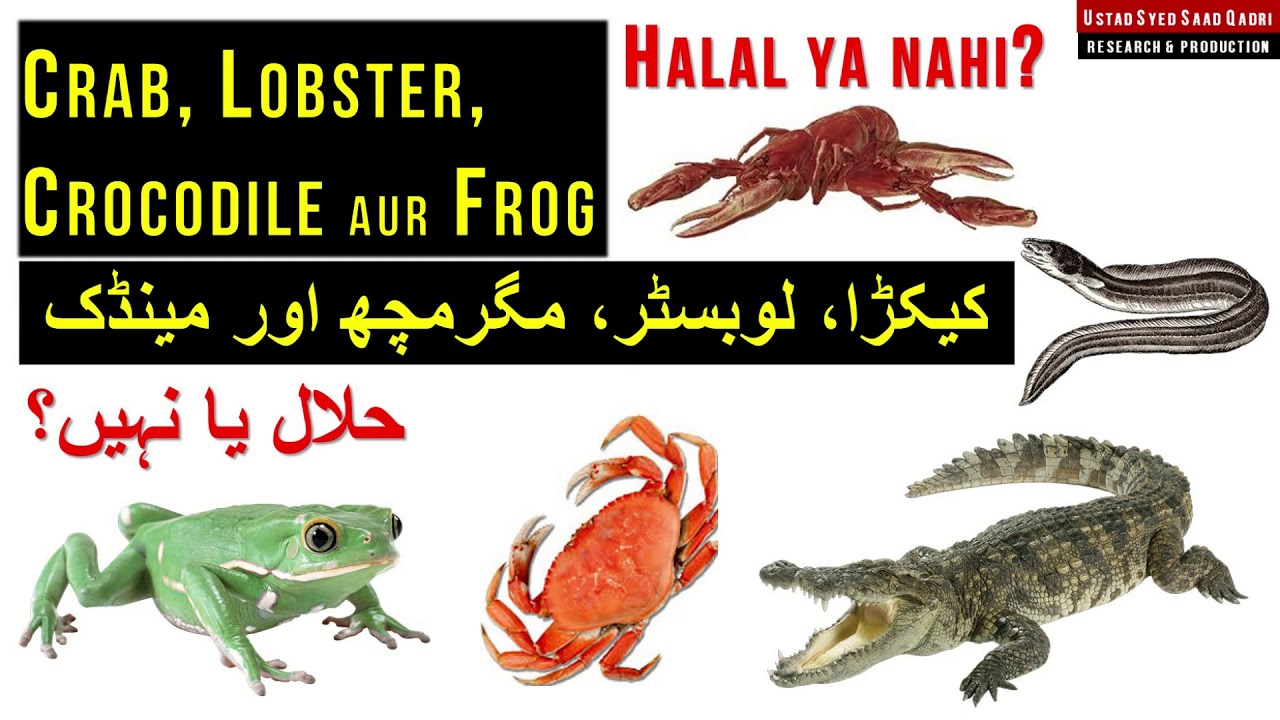 Crab Aur Lobster Halal Hai Ya Nahi 