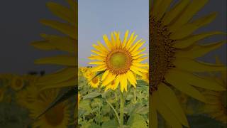 Morning RTK Survey  Boundary Mapping in Sunflower Fields#BoundarySurvey #youtubeshorts#villagelife