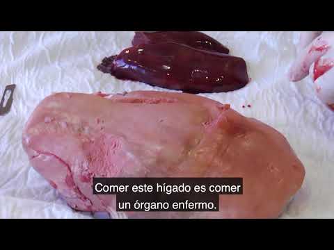 Video: Hígado De Ganso Con Rebozuelos