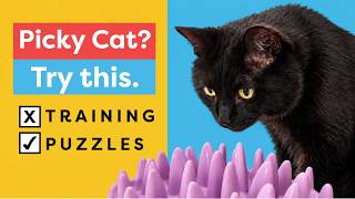 Training A Picky Cat? Do This First!