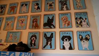 Boris & Horton - Dog cafe