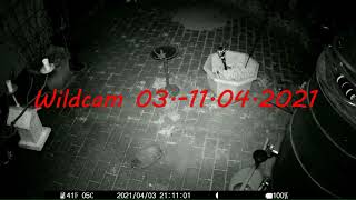 WILDCAM 20210403 11