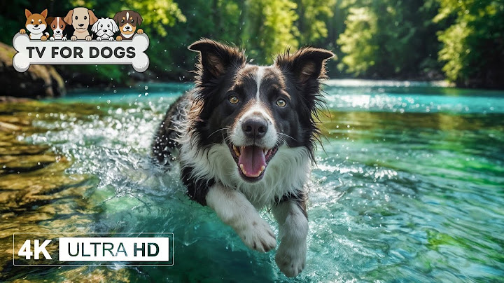 Happy Dogs at Home Alone: 4K Dog TV with Calming Music & Videos – Prevent Anxiety and Boredom