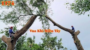 Chủ nhà nhờ Vua Khỉ đến cưa hạ cây Bần để có thể trồng cây ăn trái khác . Cutting tree