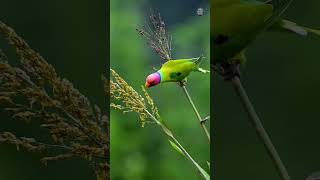 Beautiful Birds from Around the World