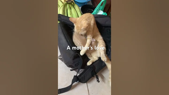 Watch the video about How do mother cats bath their kittens? #short