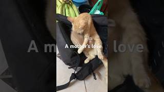 How Do Mother Cats Bath Their Kittens?