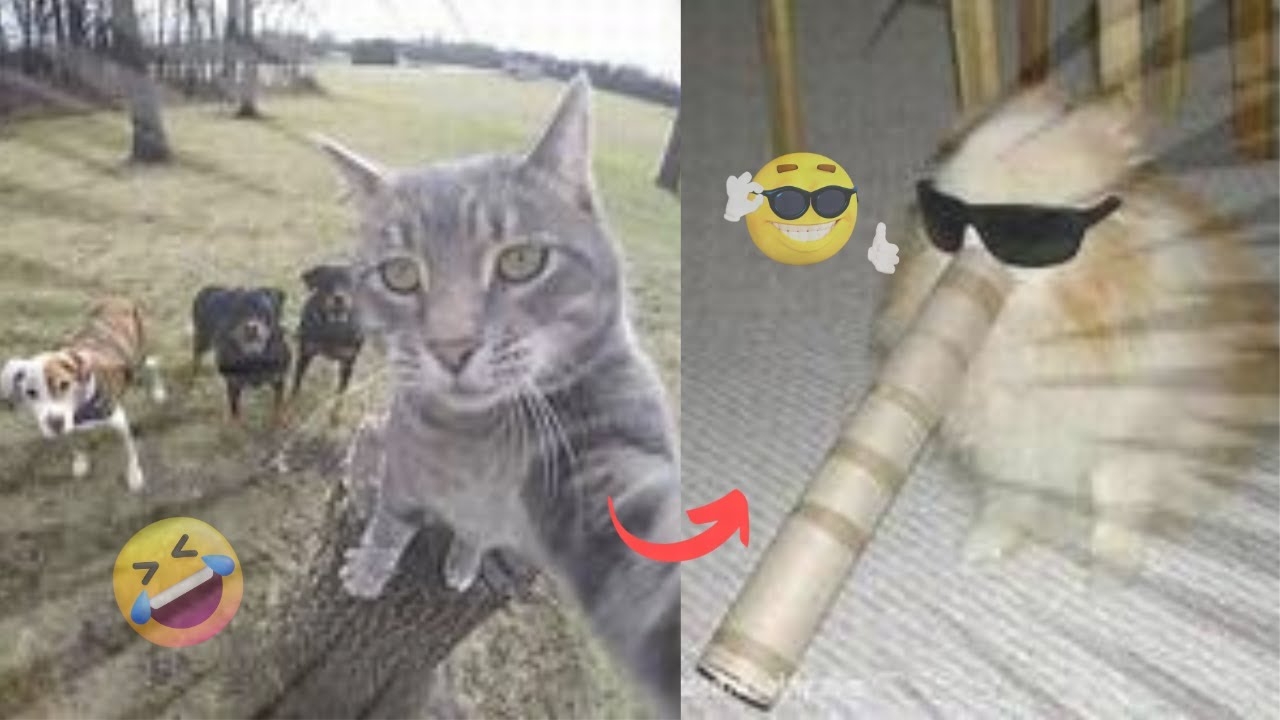 RIR SEM PARAR:OS ANIMAIS MAIS DIVERTIDOS #1 - YouTube