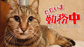 2026.7.31【Cat Live Stream】看板猫かもめの『ただいま勤務中』