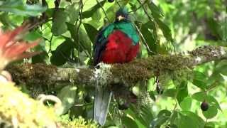 Quetzal Pluming Himself Filmed By Sam Alibrando In Savegre Costa Rica 