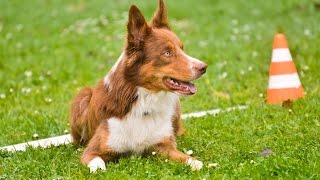 My Free Man Van De Hartenhoeve Ob-Z 19.10.2014 Tábor